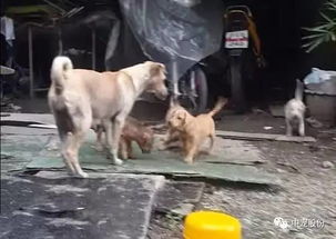 狗狗被困洪水，不待救援，只等主人来接